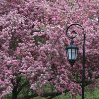 Lantern in a spring with a pink flower bush background