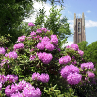 Summer flowers with the campus building in the background